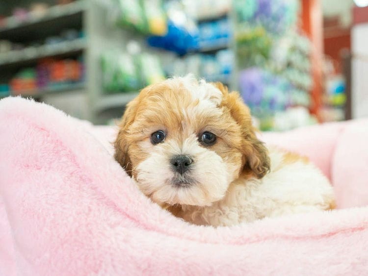 Are Teddy Bear Dogs Hypoallergenic