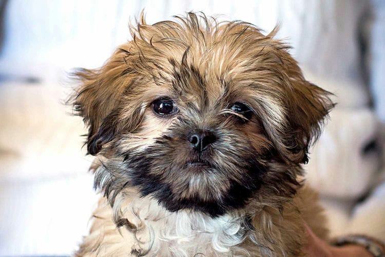 Are Teddy Bear Dogs Hypoallergenic